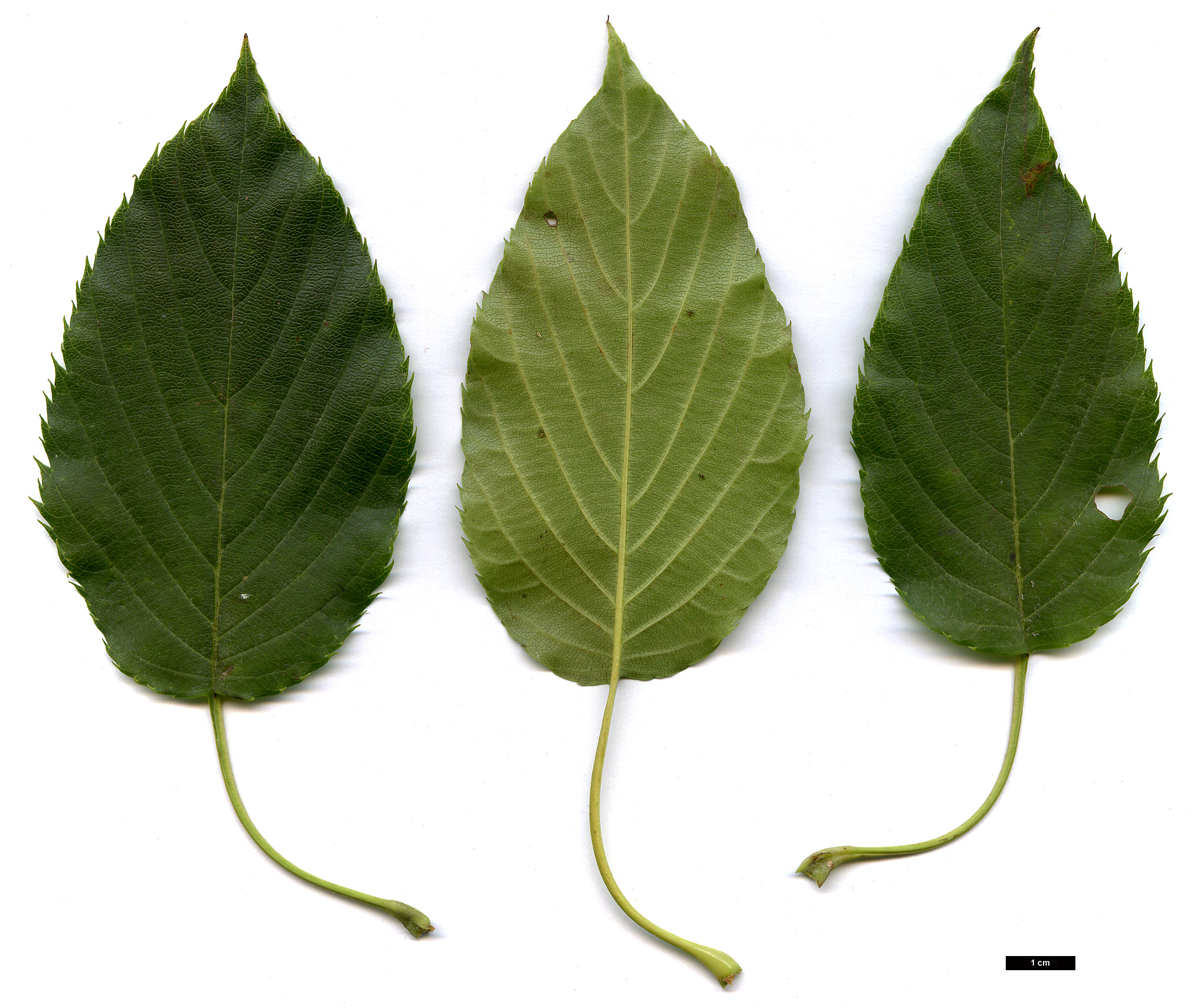 High resolution image: Family: Rosaceae - Genus: Sorbus - Taxon: verrucosa - SpeciesSub: var. subulata